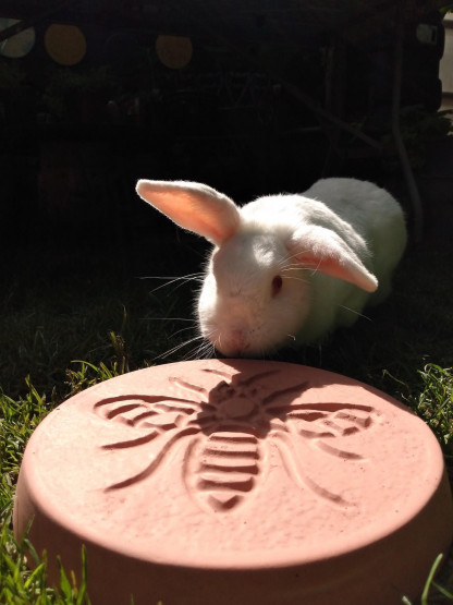 Pack of 1 bee design stepping stones in a terracotta colour.